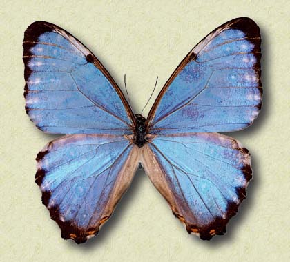 Morpho Thamyris